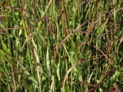 Bläuliche Ruten-Hirse 'Heavy Metal' -Angebote Wurzel Zeit Store blaeuliche ruten hirse heavy metal m012560 w 7