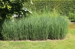 Bläuliche Ruten-Hirse 'Heavy Metal' -Angebote Wurzel Zeit Store blaeuliche ruten hirse heavy metal m012560 w 8