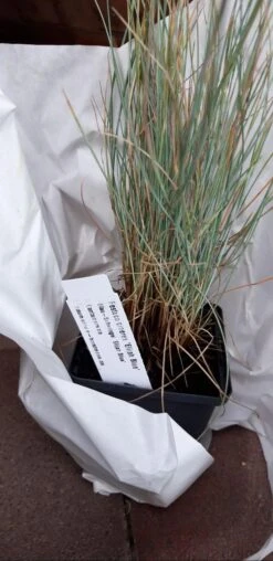 Blau-Schwingel 'Elijah Blue' -Angebote Wurzel Zeit Store blau schwingel elijah blue m061845 1313374 0