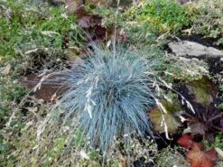 Blau-Schwingel 'Elijah Blue' -Angebote Wurzel Zeit Store blau schwingel elijah blue m061845 767296 0