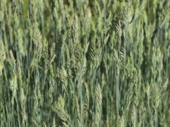 Blau-Schwingel 'Elijah Blue' -Angebote Wurzel Zeit Store blau schwingel elijah blue m061845 w 0