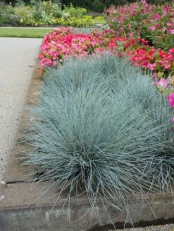 Blau-Schwingel 'Elijah Blue' -Angebote Wurzel Zeit Store blau schwingel elijah blue m061845 w 1