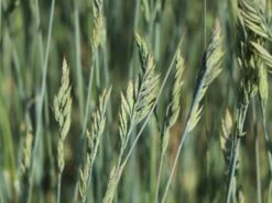 Blau-Schwingel 'Elijah Blue' -Angebote Wurzel Zeit Store blau schwingel elijah blue m061845 w 2