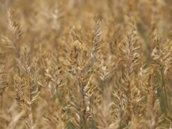 Blau-Schwingel 'Elijah Blue' -Angebote Wurzel Zeit Store blau schwingel elijah blue m061845 w 4