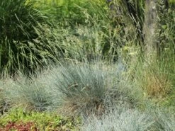 Blau-Schwingel 'Elijah Blue' -Angebote Wurzel Zeit Store blau schwingel elijah blue m061845 w 5