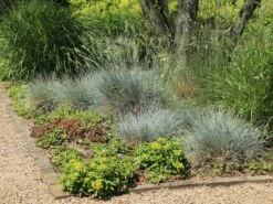 Blau-Schwingel 'Elijah Blue' -Angebote Wurzel Zeit Store blau schwingel elijah blue m061845 w 6