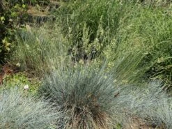 Blau-Schwingel 'Elijah Blue' -Angebote Wurzel Zeit Store blau schwingel elijah blue m061845 w 7