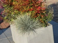 Blau-Schwingel 'Elijah Blue' -Angebote Wurzel Zeit Store blau schwingel elijah blue m061845 w 8