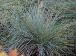 Blau-Schwingel 'Festina' -Angebote Wurzel Zeit Store blau schwingel festina m075712 w 0