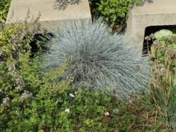 Blau-Schwingel 'Festina' -Angebote Wurzel Zeit Store blau schwingel festina m075712 w 2