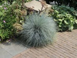 Blau-Schwingel 'Festina' -Angebote Wurzel Zeit Store blau schwingel festina m075712 w 3