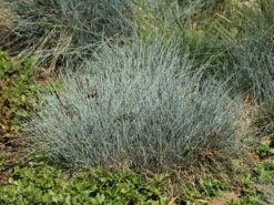 Blau-Schwingel 'Festina' -Angebote Wurzel Zeit Store blau schwingel festina m075712 w 4