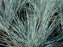 Blauschwingel 'Auslese' -Angebote Wurzel Zeit Store blauschwingel auslese m058525 w 0