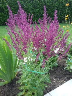 Blüten-Salbei 'Schwellenburg' -Angebote Wurzel Zeit Store blueten salbei schwellenburg m060332 193676 0