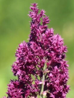 Blüten-Salbei 'Schwellenburg' -Angebote Wurzel Zeit Store blueten salbei schwellenburg m060332 w 1