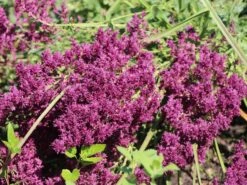 Blüten-Salbei 'Schwellenburg' -Angebote Wurzel Zeit Store blueten salbei schwellenburg m060332 w 2