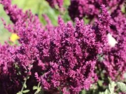 Blüten-Salbei 'Schwellenburg' -Angebote Wurzel Zeit Store blueten salbei schwellenburg m060332 w 3