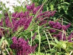 Blüten-Salbei 'Schwellenburg' -Angebote Wurzel Zeit Store blueten salbei schwellenburg m060332 w 4