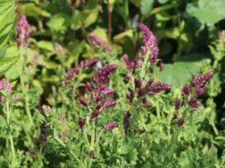 Blüten-Salbei 'Schwellenburg' -Angebote Wurzel Zeit Store blueten salbei schwellenburg m060332 w 5