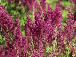 Blüten-Salbei 'Schwellenburg' -Angebote Wurzel Zeit Store blueten salbei schwellenburg m060332 w 7