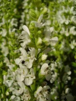 Blüten-Salbei Salvia Sensation ® 'White' -Angebote Wurzel Zeit Store blueten salbei sensation white m060334 401538 0