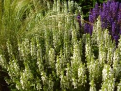 Blüten-Salbei Salvia Sensation ® 'White' -Angebote Wurzel Zeit Store blueten salbei sensation white m060334 794422 2