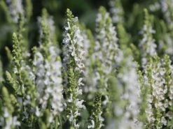 Blüten-Salbei Salvia Sensation ® 'White' -Angebote Wurzel Zeit Store blueten salbei sensation white m060334 w 0