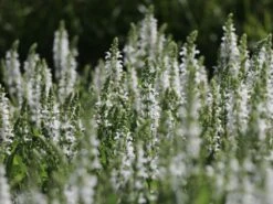 Blüten-Salbei Salvia Sensation ® 'White' -Angebote Wurzel Zeit Store blueten salbei sensation white m060334 w 2