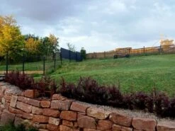 Blutberberitze / Rote Heckenberberitze 'Atropurpurea' -Angebote Wurzel Zeit Store blutberberitze rote heckenberberitze atropurpurea m003894 1283302 0