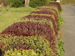 Blutberberitze / Rote Heckenberberitze 'Atropurpurea' -Angebote Wurzel Zeit Store blutberberitze rote heckenberberitze atropurpurea m003894 w 0