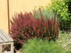 Blutberberitze / Rote Heckenberberitze 'Atropurpurea' -Angebote Wurzel Zeit Store blutberberitze rote heckenberberitze atropurpurea m003894 w 11