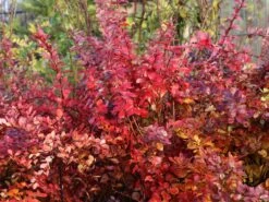 Blutberberitze / Rote Heckenberberitze 'Atropurpurea' -Angebote Wurzel Zeit Store blutberberitze rote heckenberberitze atropurpurea m003894 w 3