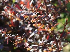 Blutberberitze / Rote Heckenberberitze 'Atropurpurea' -Angebote Wurzel Zeit Store blutberberitze rote heckenberberitze atropurpurea m003894 w 4