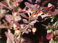 Blutberberitze / Rote Heckenberberitze 'Atropurpurea' -Angebote Wurzel Zeit Store blutberberitze rote heckenberberitze atropurpurea m003894 w 6
