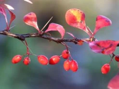 Blutberberitze / Rote Heckenberberitze 'Atropurpurea' -Angebote Wurzel Zeit Store blutberberitze rote heckenberberitze atropurpurea m003894 w 8