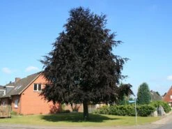 Blutbuche 'Purpurea' -Angebote Wurzel Zeit Store blutbuche fagus sylvatica purpurea m002620 w 4