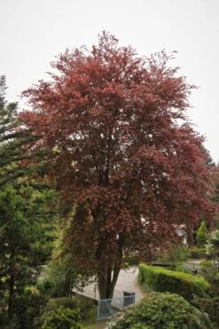 Blutbuche 'Purpurea' -Angebote Wurzel Zeit Store blutbuche purpurea m002620 587357 1