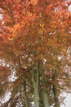 Blutbuche 'Purpurea' -Angebote Wurzel Zeit Store blutbuche purpurea m002620 587357 2