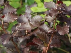 Blutbuche 'Purpurea' -Angebote Wurzel Zeit Store blutbuche purpurea m002620 w 1