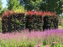 Blutbuche 'Purpurea' -Angebote Wurzel Zeit Store blutbuche purpurea m002620 w 2