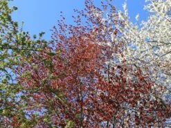 Blutbuche 'Purpurea' -Angebote Wurzel Zeit Store blutbuche purpurea m002620 w 6