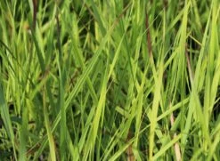 Braunrote Ruten-Hirse 'Hänse Herms' -Angebote Wurzel Zeit Store braunrote ruten hirse haense herms m009065 w 2