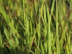 Braunrote Ruten-Hirse 'Hänse Herms' -Angebote Wurzel Zeit Store braunrote ruten hirse haense herms m009065 w 3