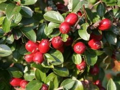 Breite Strauchmispel -Angebote Wurzel Zeit Store breite strauchmispel m001874 w 0