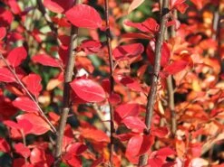 Breite Strauchmispel -Angebote Wurzel Zeit Store breite strauchmispel m001874 w 1