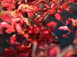 Breite Strauchmispel -Angebote Wurzel Zeit Store breite strauchmispel m001874 w 2