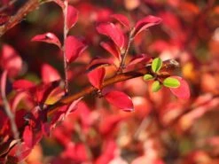 Breite Strauchmispel -Angebote Wurzel Zeit Store breite strauchmispel m001874 w 3