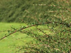 Breite Strauchmispel -Angebote Wurzel Zeit Store breite strauchmispel m001874 w 4