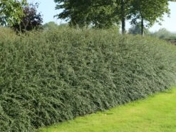 Breite Strauchmispel -Angebote Wurzel Zeit Store breite strauchmispel m001874 w 5