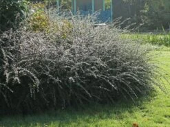 Breite Strauchmispel -Angebote Wurzel Zeit Store breite strauchmispel m001874 w 6